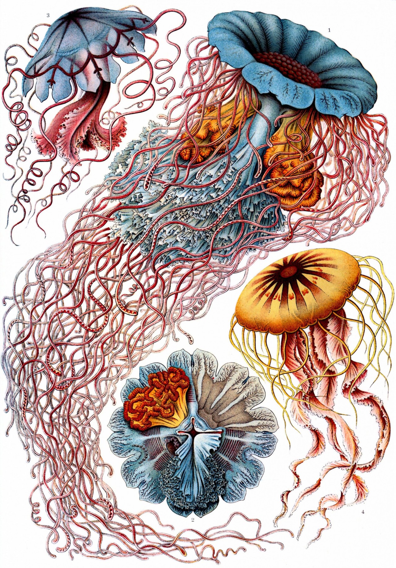 INSPIRATION The art and Science of Ernst Haeckel